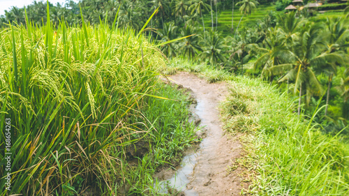 Walking path along rice terrace fields with beautiful blurred coconut palm in background, Ubud, Bali, Indonesia