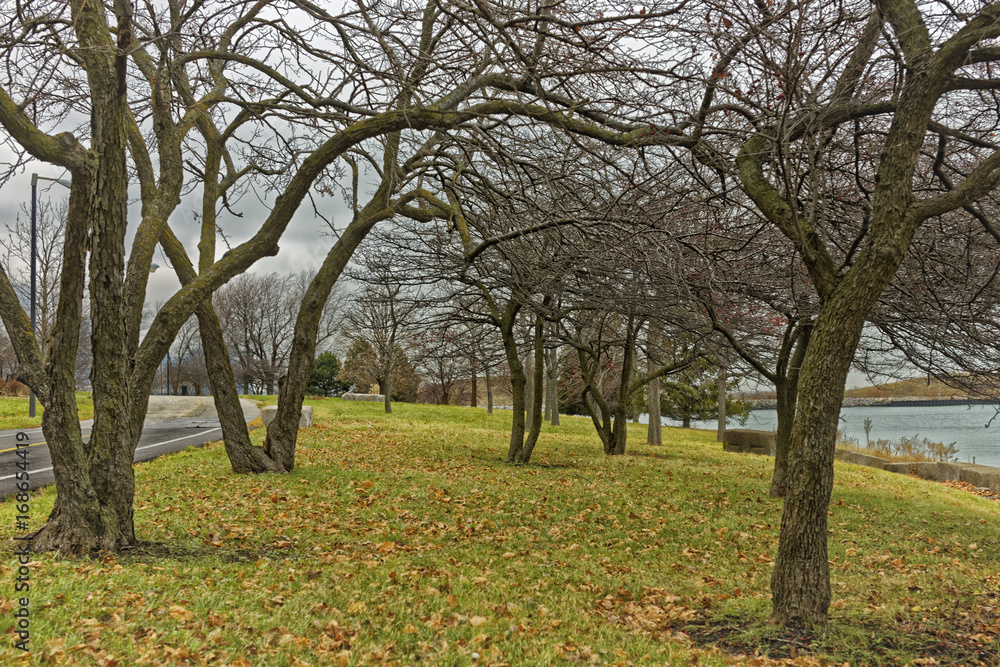 Trees in the park