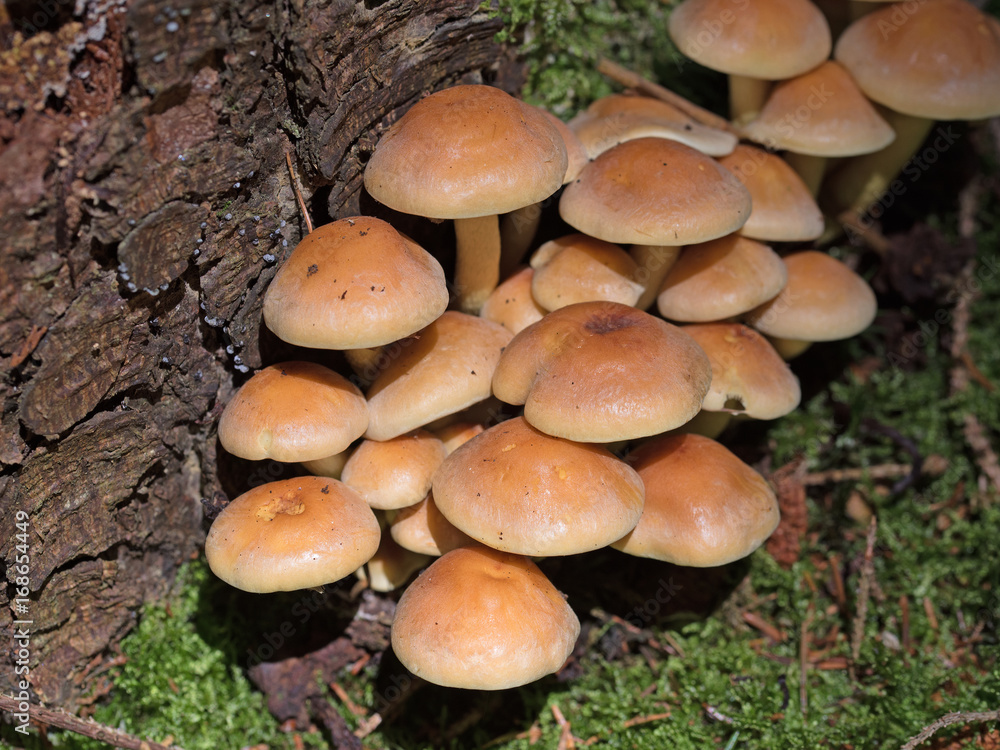 Graublättriger Schwefelkopf, Hypholoma capnoides Graublättriger Schwefelkopf, Hypholoma capnoides