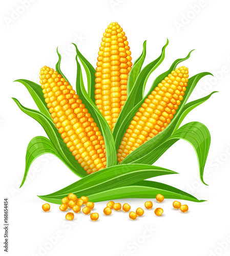 Corncobs with yellow corns and green leaves group, white