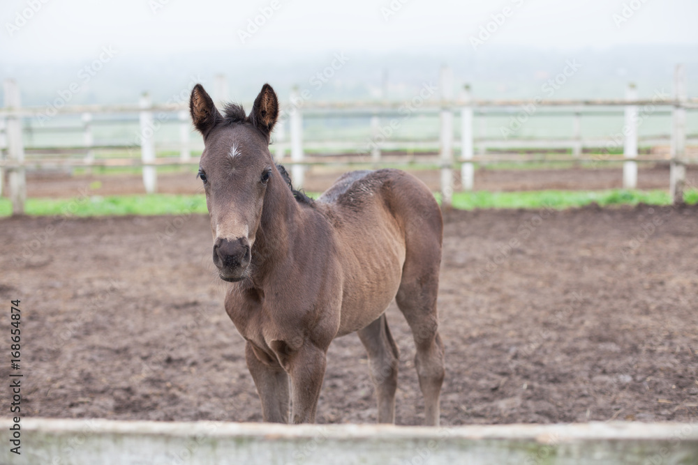 Fototapeta premium cute little brown colt.
