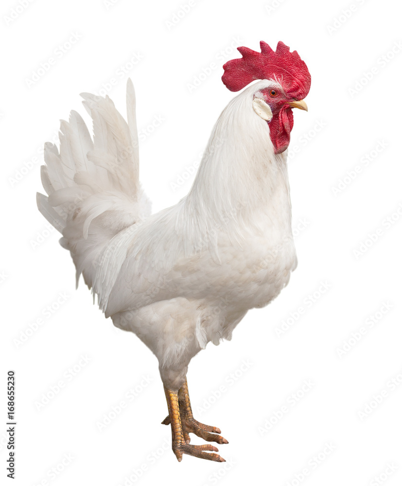 Fototapeta premium One white rooster isolated