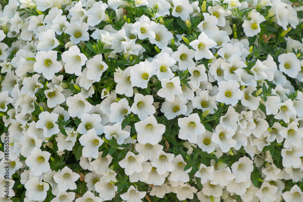 Background of white petunia flowers (Petunia hybrida). Natural background. Background of white petunia flowers (Petunia hybrida). Natural background.