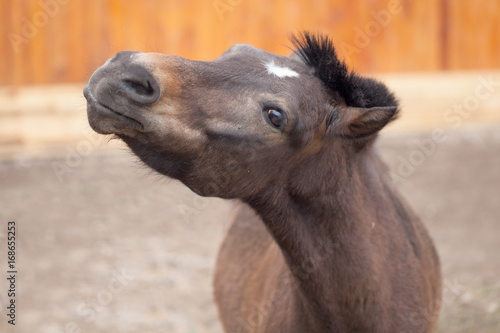Portrait of a young foal © coffeemill