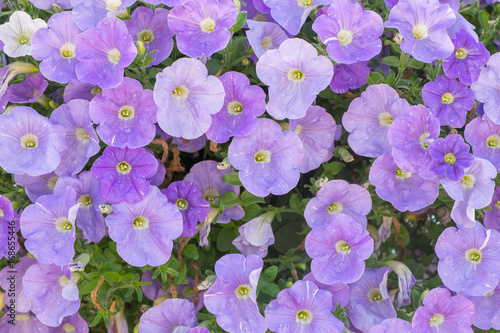 Background of purple petunia flowers  Petunia hybrida . Natural background.