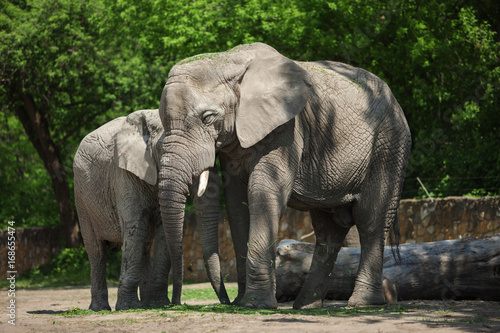 Two elephants in the forest.