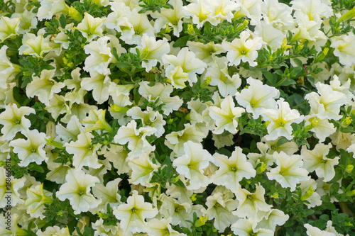 Background of white petunia flowers (Petunia hybrida). Natural background.