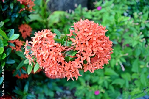 Ixora flower, rubiaceae flower 