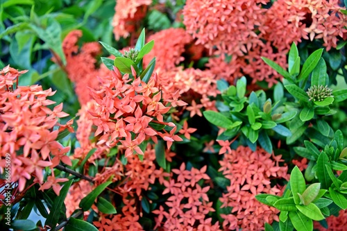 Ixora flower, rubiaceae flower 