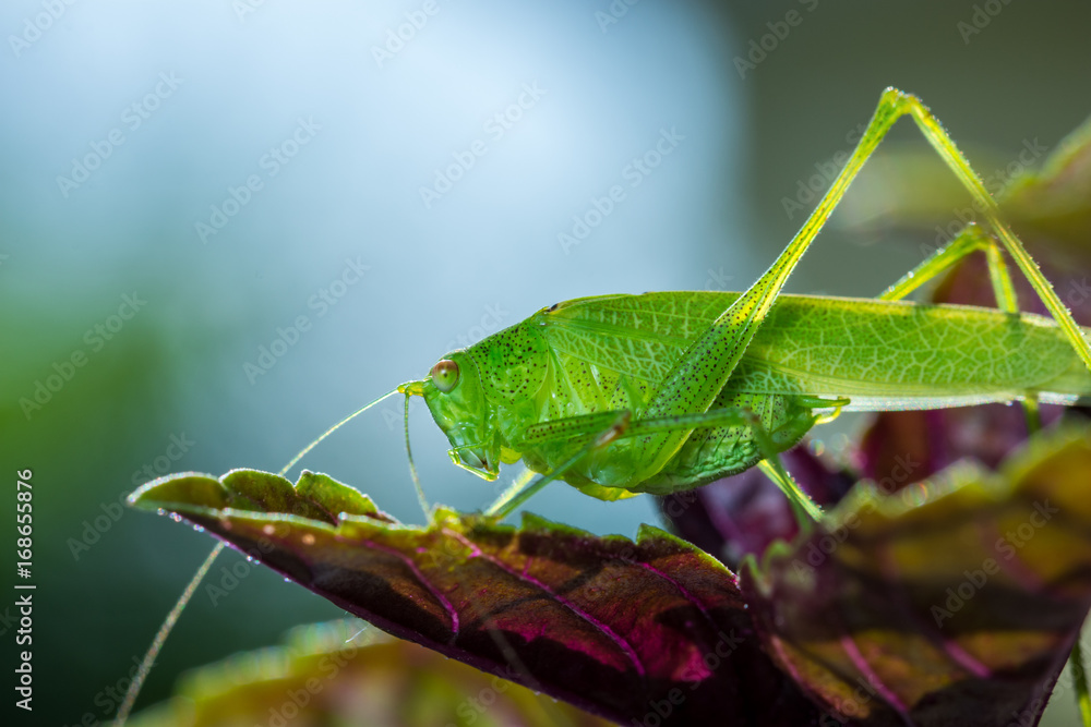 Fototapeta premium Grashüpfer, Heupferd, Grashopper