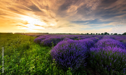 Beautiful sunset on lavender fields.