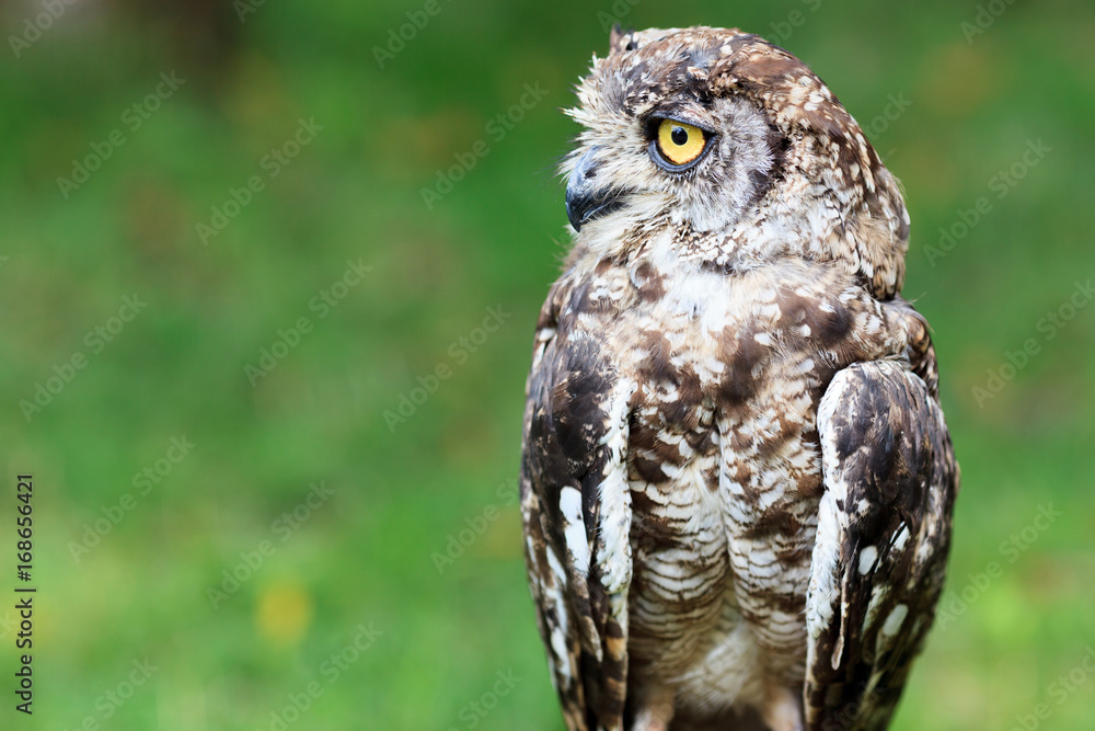 Obraz premium Spotted Eagle-Owl