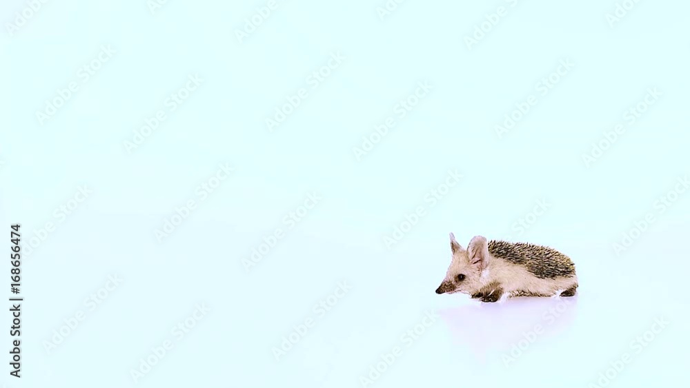 Slow motion. Small hedgehog moves slowly on a white background. 120 fps. Slow motion. Small hedgehog moves slowly on a white background. 120 fps.