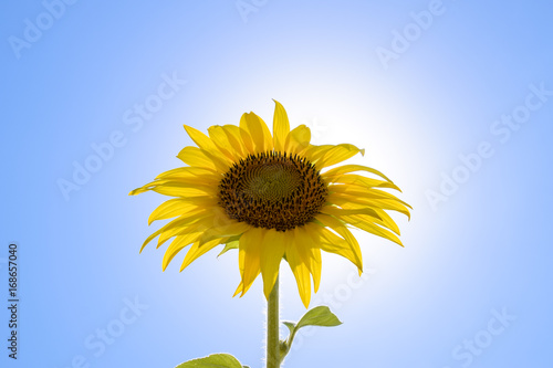 A blossoming sunflower against a blue sky and sun.