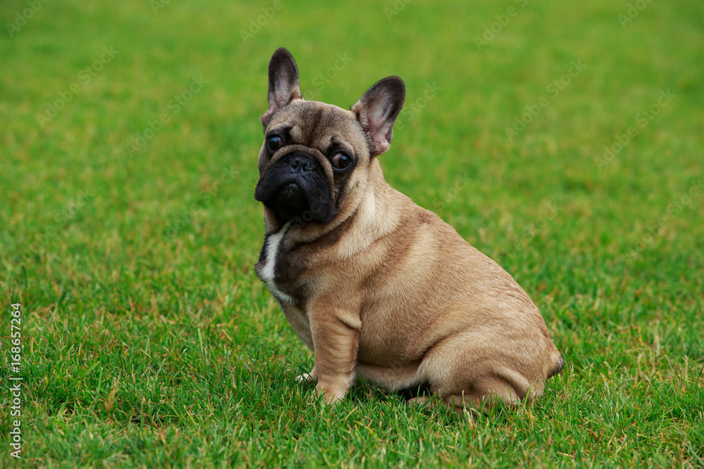 Fototapeta premium Dog breed French Bulldog