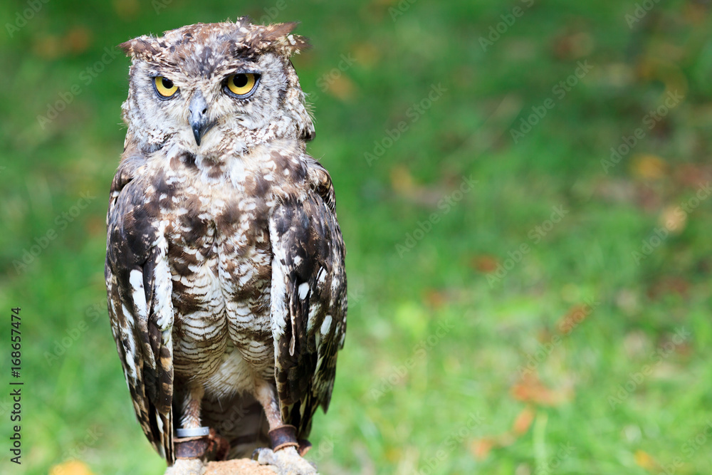 Spotted Eagle-Owl Spotted Eagle-Owl