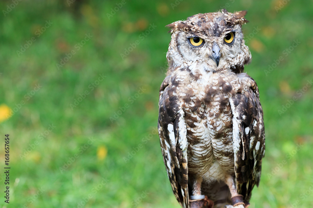 Fototapeta premium Spotted Eagle-Owl