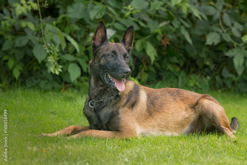 Holländischer Schäferhund