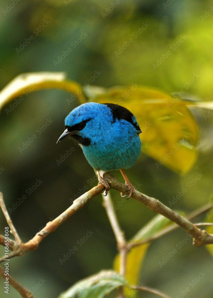 Fototapeta premium Saíra azul