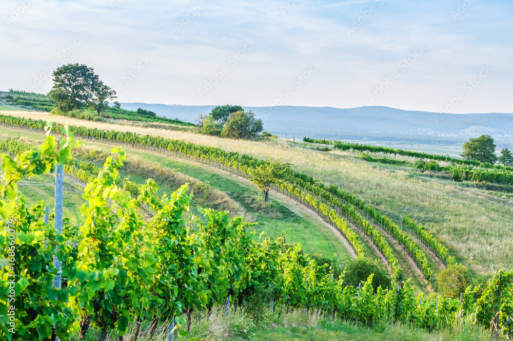 Fototapeta premium Weinberg im Burgenland