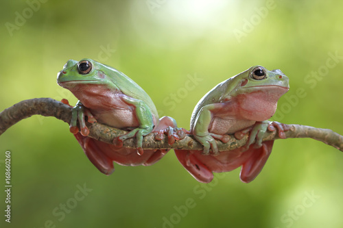 Dumpy frog on branch