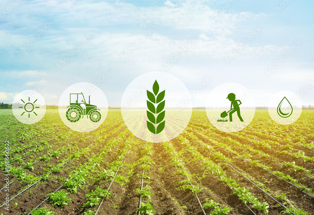 Icons and field on background. Concept of smart agriculture and modern technology - obrazy, fototapety, plakaty 