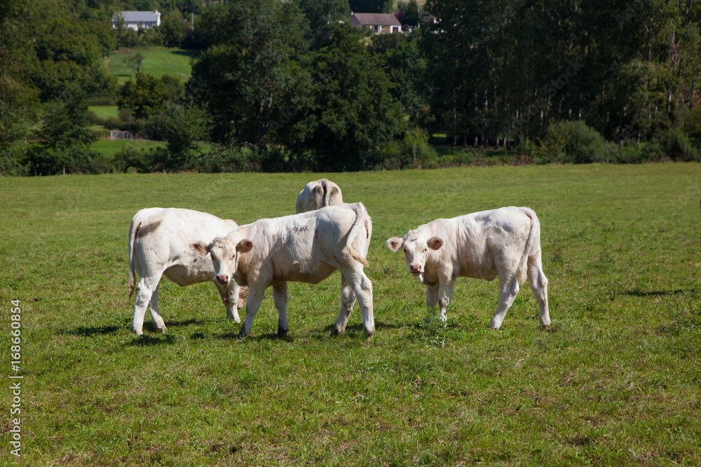 Herd of dairy cows in the Berry region, France Herd of dairy cows in the Berry region, France