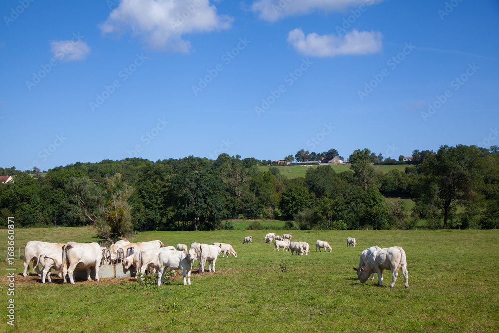 Herd of dairy cows in the Berry region, France