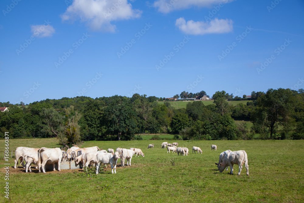 Herd of dairy cows in the Berry region, France Herd of dairy cows in the Berry region, France