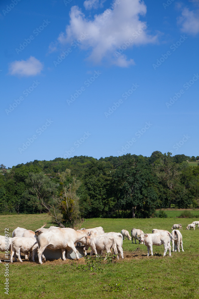 Herd of dairy cows in the Berry region, France Herd of dairy cows in the Berry region, France