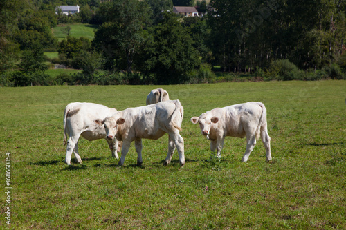 Herd of dairy cows in the Berry region, France