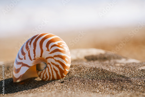 nautilus pompilius sea shell seashell on black sand beach, Isle of Wight