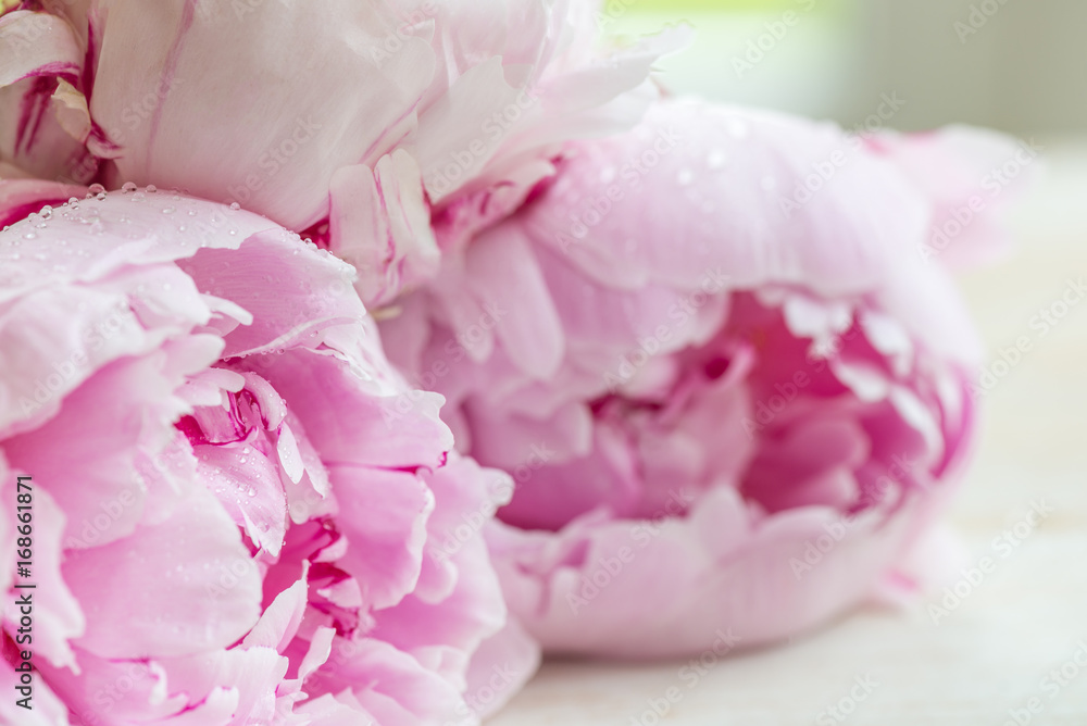 Fototapeta Świeża wiązka różowe peonie