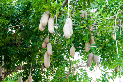 Fruits of Kigelia africana tree in Gibara village, Cuba photo