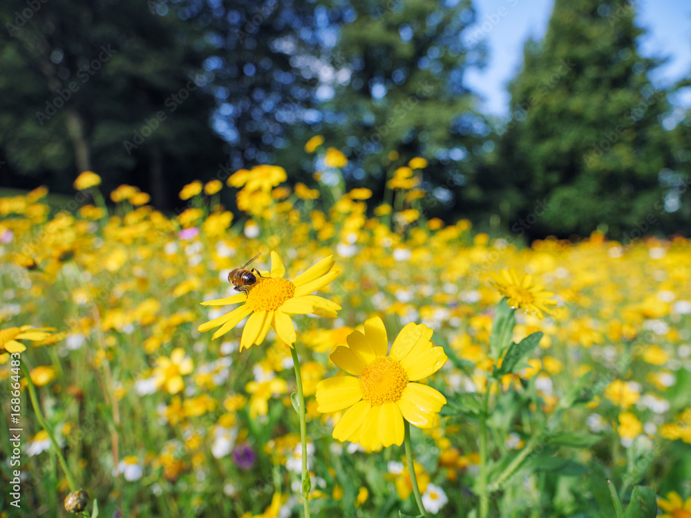 bee on Summer flower bee on Summer flower