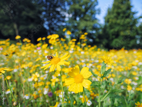 bee on Summer flower © M-image