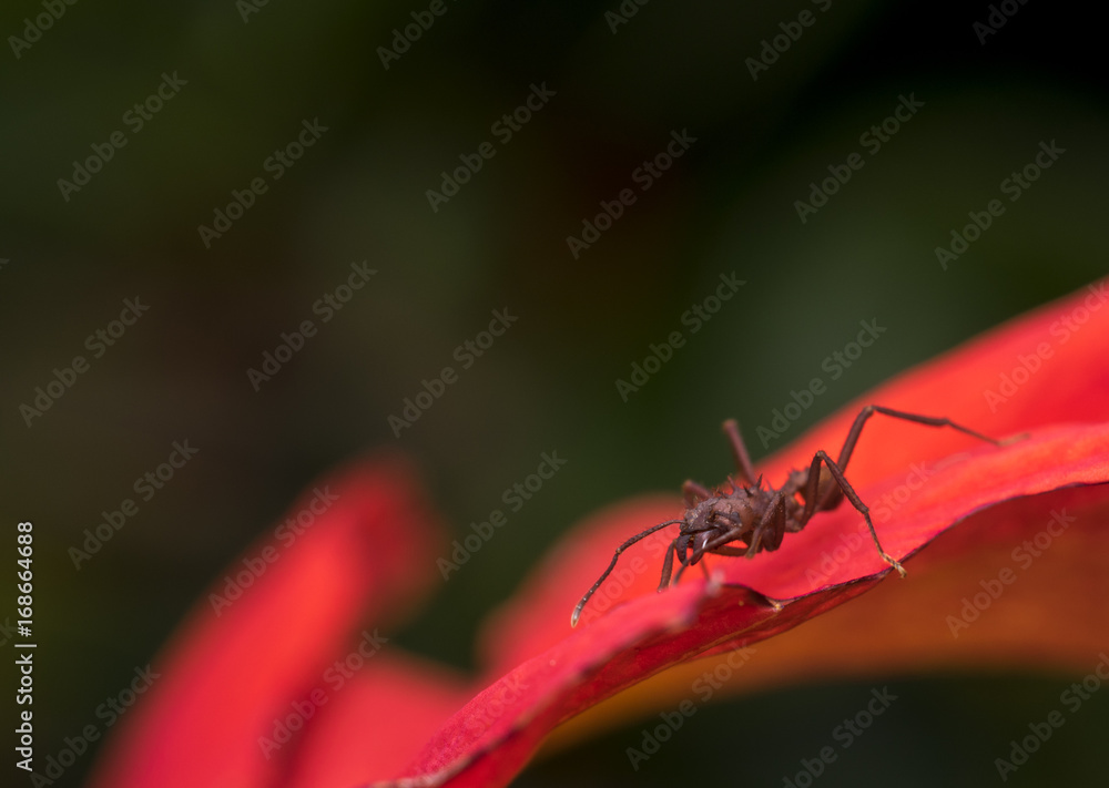 Naklejka premium Big red ant on a wet red flower petal