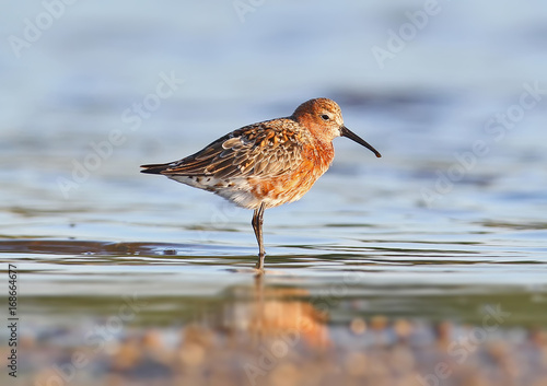 The curlew sandpiper (Calidris ferruginea) in soft morning light with breeding plumage. photo