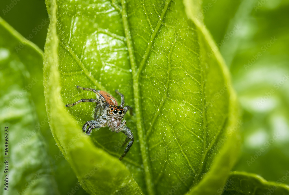 Small jumping spider on a green tree leaf Small jumping spider on a green tree leaf