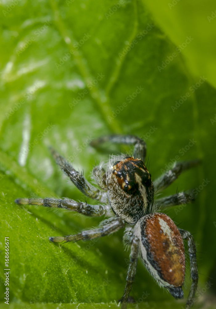 Small jumping spider on a green tree leaf Small jumping spider on a green tree leaf