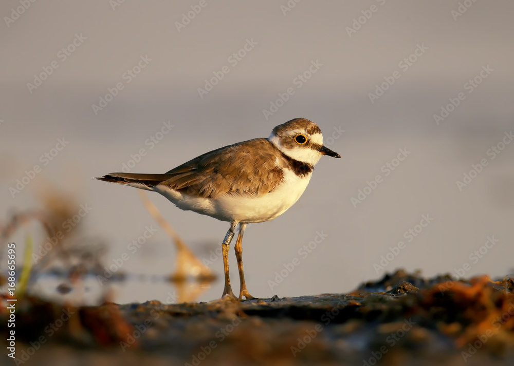 Ringed plover on the lake Ringed plover on the lake
