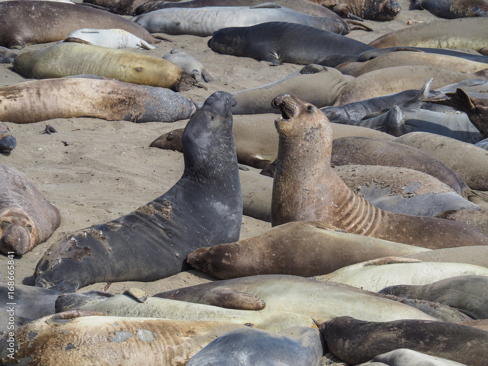 Fototapeta premium Two sea elephants barking at each other near San Simeon