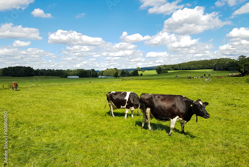 cattle or cow on a pasture
