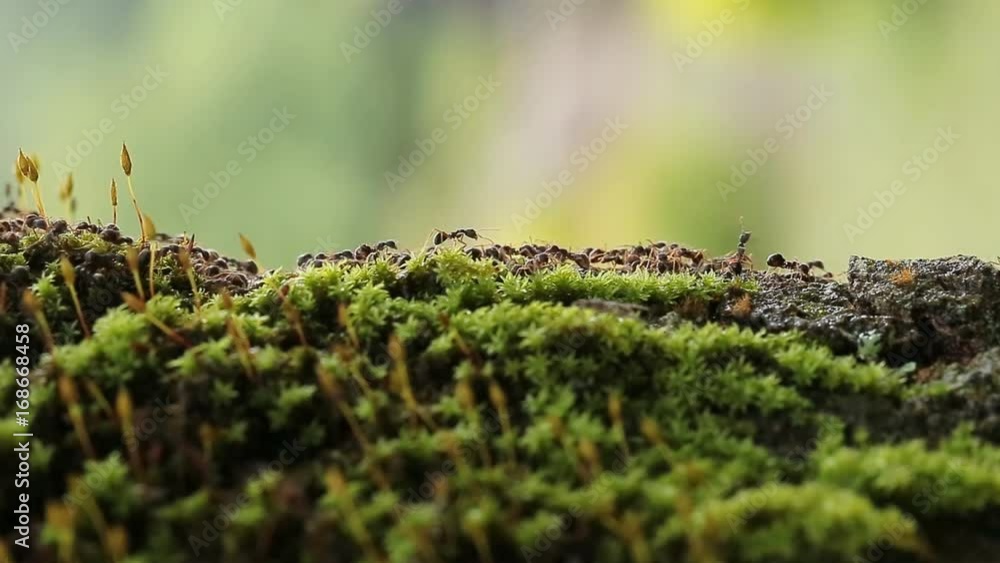 Close-up of Busy Ants Climbing on the Rough Tree Covered with moss. Close-up of Busy Ants Climbing on the Rough Tree Covered with moss.