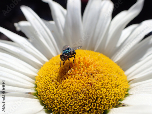 mouche sur marguerite
 photo