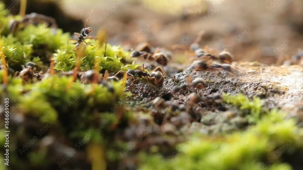 Close-up of Busy Ants Climbing on the Rough Tree Covered with moss. Close-up of Busy Ants Climbing on the Rough Tree Covered with moss.