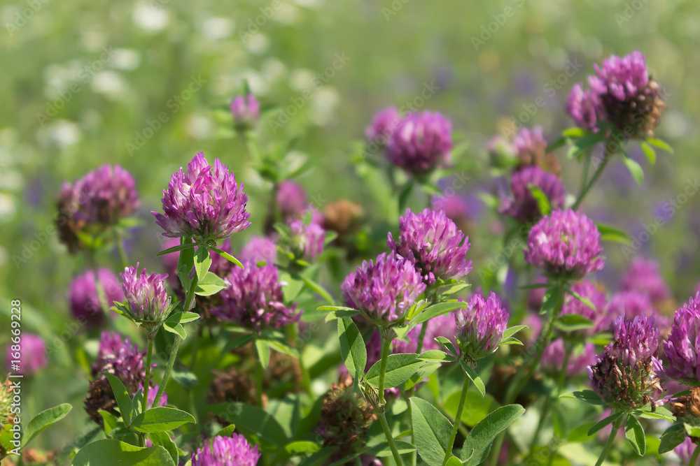 Red clover flowers field Red clover flowers field