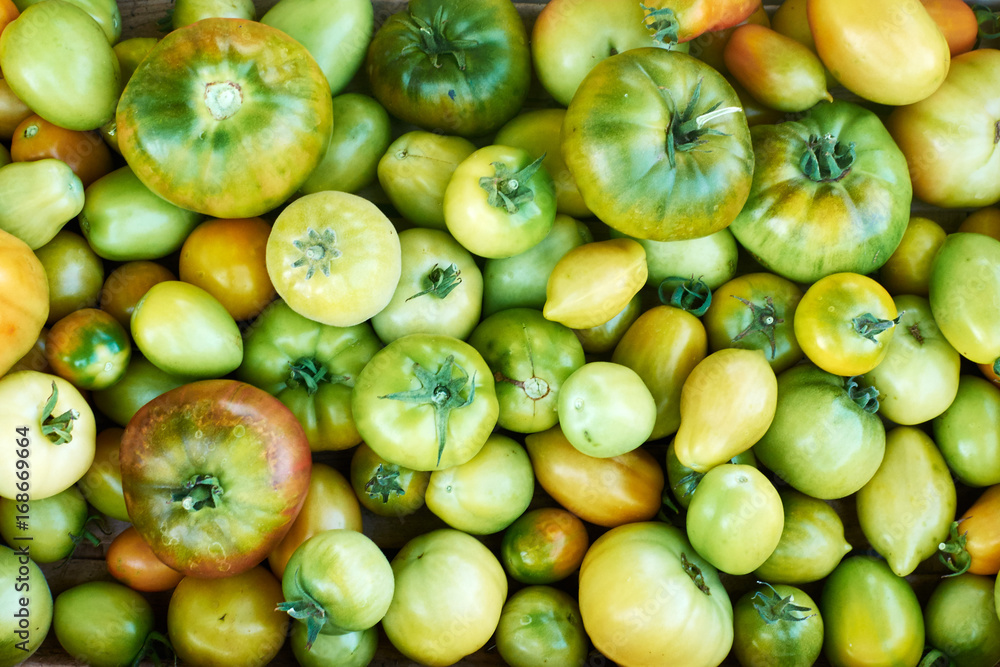 Green Tomatoes. Background Of Green Tomatoes. Close Up. Green Tomatoes. Background Of Green Tomatoes. Close Up.