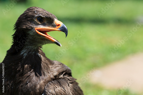 Harris Hawk - W  stenbussard