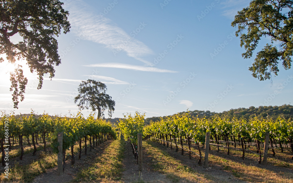 California Valley Oak tree in vineyard at sunrise in Paso Robles vineyard in the Central Valley of California United States